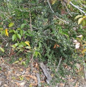 Olea europaea subsp. cuspidata at Fisher, ACT - 9 Aug 2024