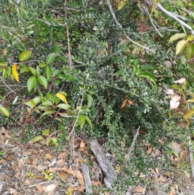 Olea europaea subsp. cuspidata (African Olive) at Fisher, ACT - 9 Aug 2024 by LPadg