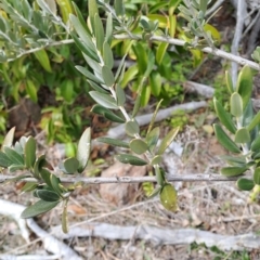 Olea europaea subsp. cuspidata at Fisher, ACT - 9 Aug 2024