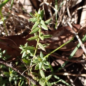 Gonocarpus tetragynus at Cook, ACT - 8 Aug 2024