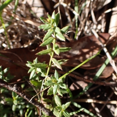 Gonocarpus tetragynus (Common Raspwort) at Cook, ACT - 8 Aug 2024 by CathB