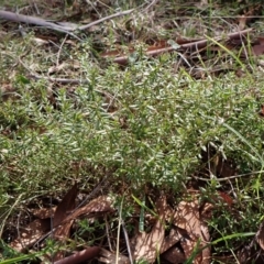 Gonocarpus tetragynus at Cook, ACT - 8 Aug 2024