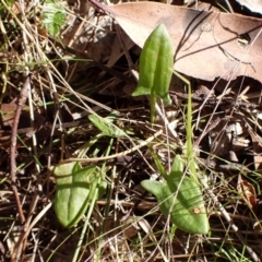 Rumex acetosella (Sheep Sorrel) at Cook, ACT - 6 Aug 2024 by CathB