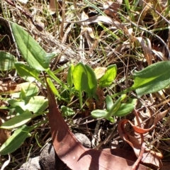 Rumex acetosella at Cook, ACT - 6 Aug 2024