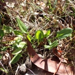 Rumex acetosella at Cook, ACT - 6 Aug 2024