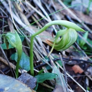 Pterostylis nutans at Aranda, ACT - 6 Aug 2024