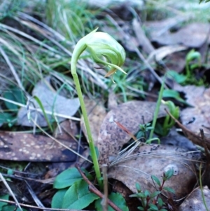 Pterostylis nutans at Aranda, ACT - 6 Aug 2024