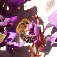 Trichocolletes sp. (genus) (Spring Bee) at Aranda, ACT - 7 Aug 2024 by CathB