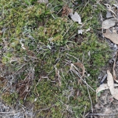 Styphelia humifusum (Cranberry Heath) at Fisher, ACT - 9 Aug 2024 by LPadg