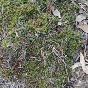 Styphelia humifusum at Fisher, ACT - 9 Aug 2024 11:12 AM