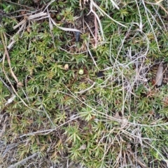 Styphelia humifusum at Fisher, ACT - 9 Aug 2024 11:12 AM