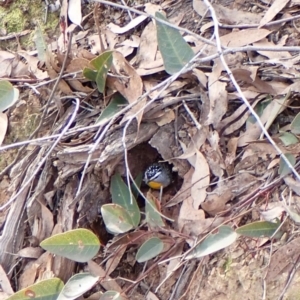 Pardalotus punctatus at Aranda, ACT - 8 Aug 2024