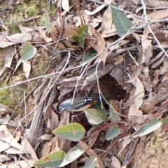 Pardalotus punctatus at Aranda, ACT - 8 Aug 2024