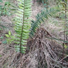 Pellaea falcata (Sickle Fern) at Fisher, ACT - 9 Aug 2024 by LPadg