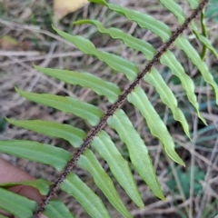 Pellaea falcata at Fisher, ACT - suppressed