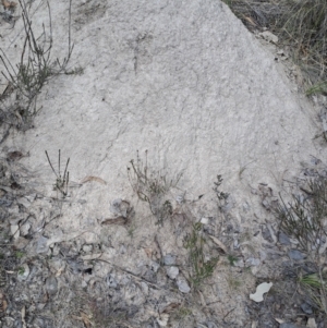 Nasutitermes exitiosus at Fisher, ACT - 9 Aug 2024