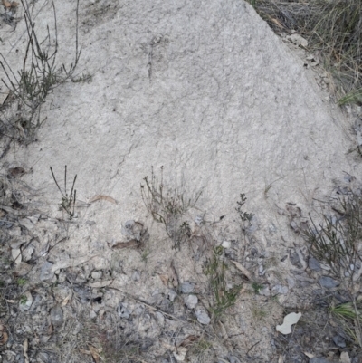 Nasutitermes exitiosus (Snouted termite, Gluegun termite) at Fisher, ACT - 9 Aug 2024 by LPadg