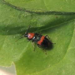 Dicranolaius bellulus (Red and Blue Pollen Beetle) at Conder, ACT - 9 Jan 2024 by MichaelBedingfield