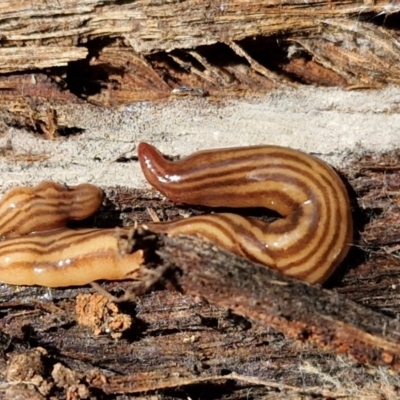 Fletchamia quinquelineata (Five-striped flatworm) at Kingsdale, NSW - 9 Aug 2024 by trevorpreston