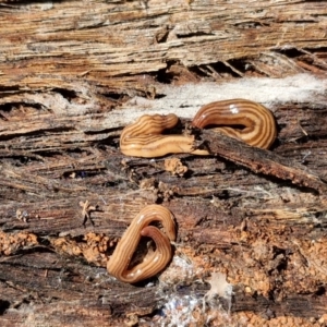 Fletchamia quinquelineata at Kingsdale, NSW - 9 Aug 2024