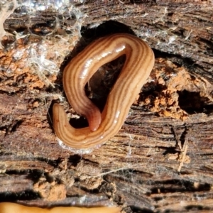 Fletchamia quinquelineata at Kingsdale, NSW - 9 Aug 2024