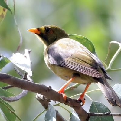 Manorina melanophrys (Bell Miner) at Mount Annan, NSW - 11 Mar 2024 by jb2602