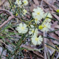 Acacia genistifolia (Early Wattle) at Kingsdale, NSW - 9 Aug 2024 by trevorpreston