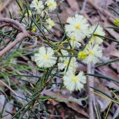 Acacia genistifolia (Early Wattle) at Kingsdale, NSW - 9 Aug 2024 by trevorpreston