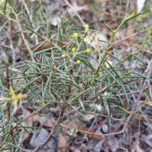 Acacia genistifolia at Kingsdale, NSW - 9 Aug 2024