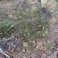 Acacia genistifolia at Kingsdale, NSW - 9 Aug 2024