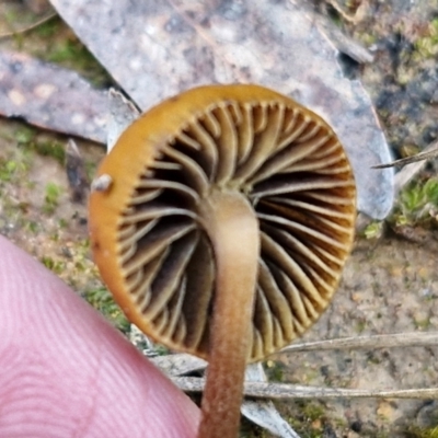 Protostropharia semiglobata at Kingsdale, NSW - 9 Aug 2024 by trevorpreston