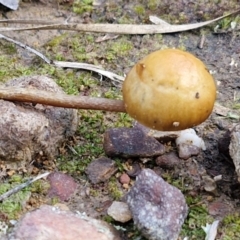 Protostropharia semiglobata at Kingsdale, NSW - 9 Aug 2024