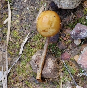 Protostropharia semiglobata at Kingsdale, NSW - 9 Aug 2024