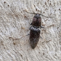 Crepidomenus fulgidus (Click beetle) at Kingsdale, NSW - 9 Aug 2024 by trevorpreston