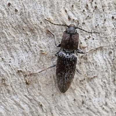 Crepidomenus fulgidus (Click beetle) at Kingsdale, NSW - 9 Aug 2024 by trevorpreston