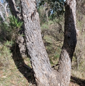 Eucalyptus bridgesiana at Kingsdale, NSW - 9 Aug 2024