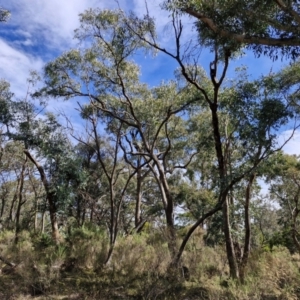 Eucalyptus bridgesiana at Kingsdale, NSW - 9 Aug 2024