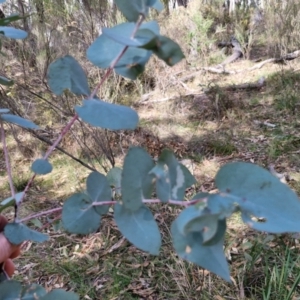 Eucalyptus bridgesiana at Kingsdale, NSW - 9 Aug 2024