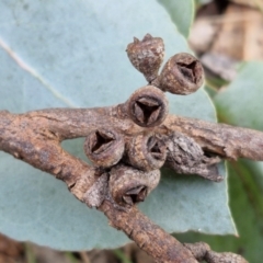 Eucalyptus bridgesiana at Kingsdale, NSW - 9 Aug 2024