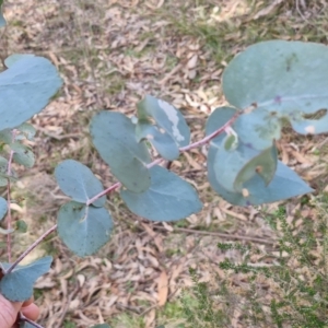 Eucalyptus bridgesiana at Kingsdale, NSW - 9 Aug 2024