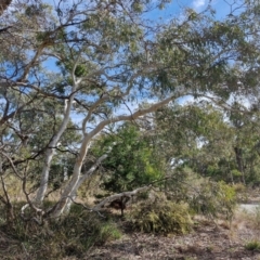 Eucalyptus mannifera subsp. mannifera (Brittle Gum) at Kingsdale, NSW - 9 Aug 2024 by trevorpreston