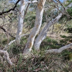 Eucalyptus mannifera subsp. mannifera at Kingsdale, NSW - 9 Aug 2024