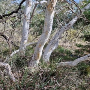 Eucalyptus mannifera subsp. mannifera at Kingsdale, NSW - 9 Aug 2024