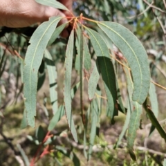 Eucalyptus mannifera subsp. mannifera at Kingsdale, NSW - 9 Aug 2024