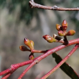 Eucalyptus mannifera subsp. mannifera at Kingsdale, NSW - 9 Aug 2024