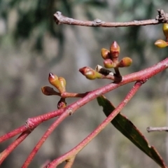 Eucalyptus mannifera subsp. mannifera at Kingsdale, NSW - 9 Aug 2024