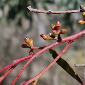 Eucalyptus mannifera subsp. mannifera at Kingsdale, NSW - 9 Aug 2024