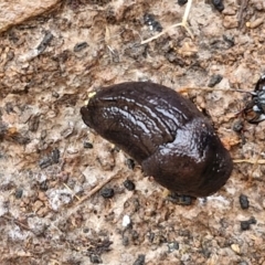 Milax gagates (Black-keeled Slug) at Lake George, NSW - 8 Aug 2024 by trevorpreston