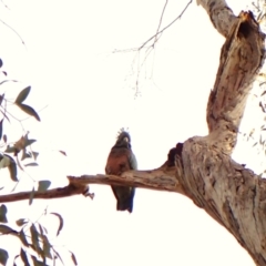 Callocephalon fimbriatum (identifiable birds) (Gang-gang Cockatoo (named birds)) at Cook, ACT - 7 Aug 2024 by CathB