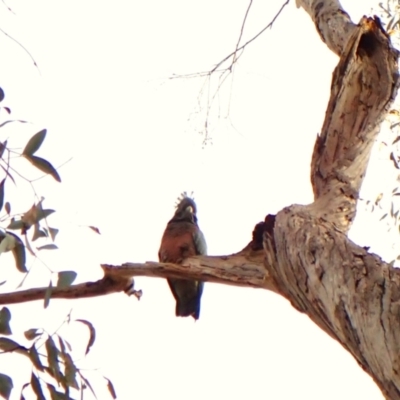 Callocephalon fimbriatum (identifiable birds) (Gang-gang Cockatoo (named birds)) at Cook, ACT - 7 Aug 2024 by CathB